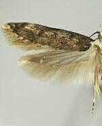 Endrosis sarcitrella