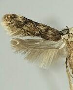 Endrosis sarcitrella