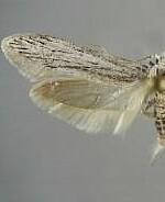 Holcocera gigantella