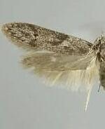 Holcocera iceryaeella