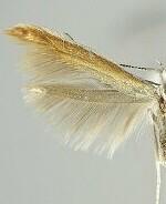 Coleophora accordella