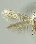 Coleophora irroratella