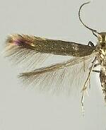 Coleophora maritella