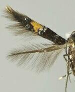 Cosmopterix molybdina