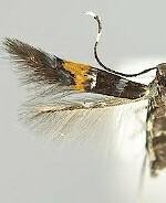 Cosmopterix molybdina