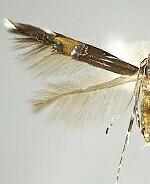 Cosmopterix montisella