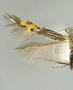 Cosmopterix opulenta