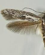 Rhamphura altisierrae