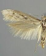 Arotrura longissima