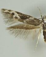 Scythris ypsilon