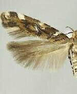 Aristotelia argentifera