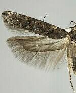 Telphusa sedulitella