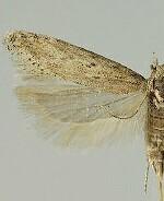 Scrobipalpa obsoletella