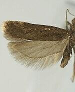 Chionodes psiloptera