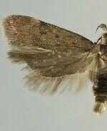 Aroga eriogonella