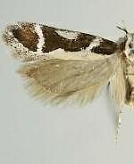 Aroga paulella