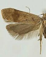 Anacampsis fragariella