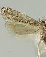 Helcystogramma chambersella