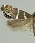 Glyphipterix bifasciata