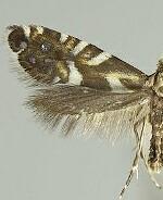 Glyphipterix feniseca