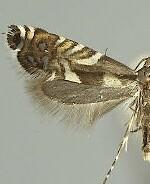 Glyphipterix juncivora