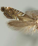 Glyphipterix montisella