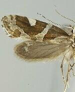 Eidophasia vanella