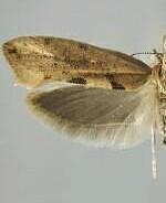 Ypsolopha cervella