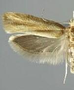 Ypsolopha nella