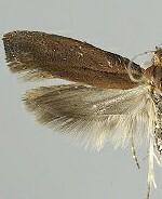 Ypsolopha ochrella