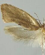 Ypsolopha sublucella