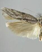 Ypsolopha walsinghamiella