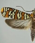 Atteva aurea