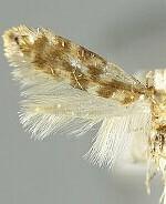 Argyresthia cupressella