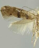 Argyresthia franciscella