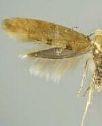 Argyresthia libocedrella