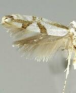 Argyresthia oreasella