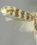 Argyresthia thoracella