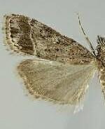 Eudonia rectilinea