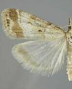 Eudonia expallidalis