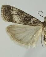 Eudonia torniplagalis