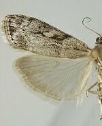 Eudonia spenceri