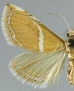 Abegesta concha