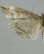 Evergestis angustalis