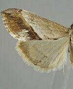 Evergestis obliqualis