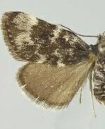 Orenaia sierralis