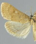 Achyra rantalis