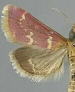 Pyrausta signatalis