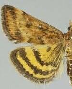 Pyrausta subsequalis