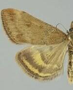 Pyrausta subsequalis